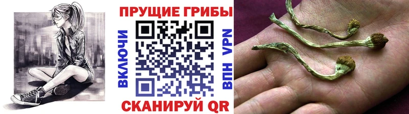 Псилоцибиновые грибы прущие грибы  Саки 